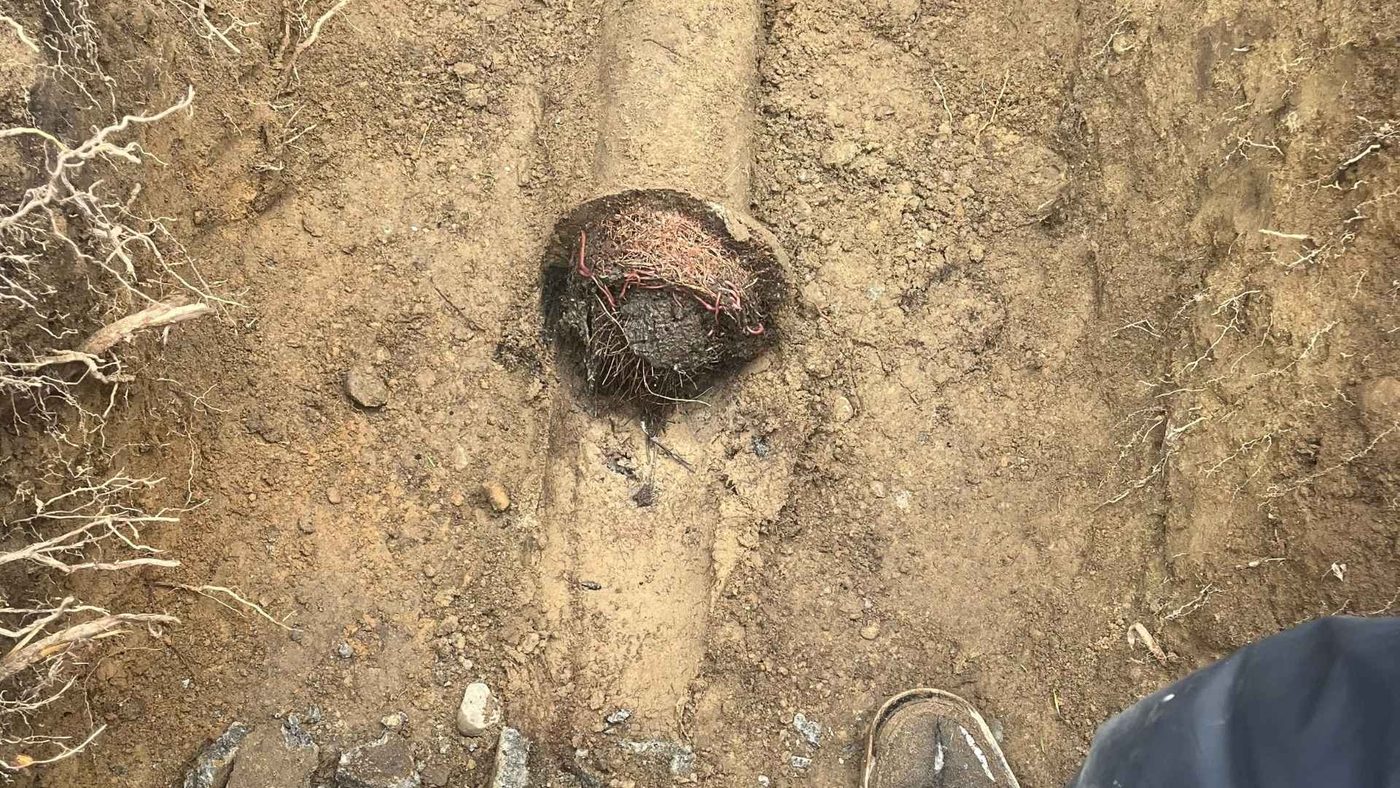 Root intrusion cleared from a Kirkland sewer line